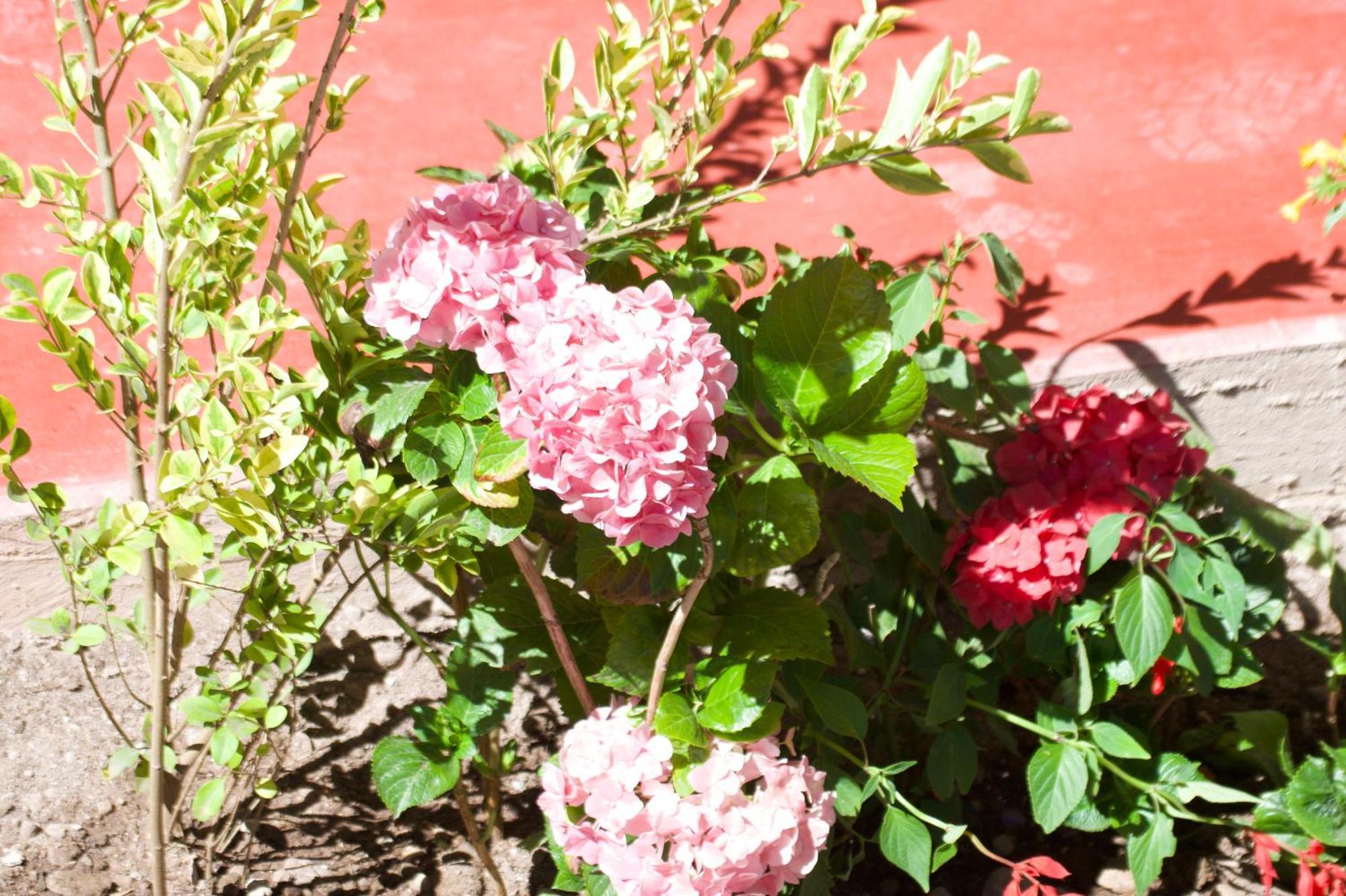 Bed and Breakfast New Experiences Valle Sagrado Urubamba Exterior foto